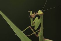 Mantis with prey — Stock Photo