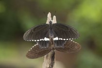 Dos mariposas apareamiento - foto de stock