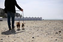 Homem andando cães Chihuahua — Fotografia de Stock