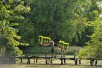 Hombre llevando plantas de arroz a través del puente - foto de stock