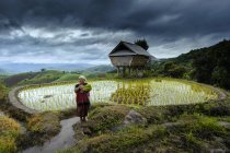 Жінка тримає рисові рослини на паперовому полі — стокове фото