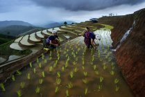 Mujeres en terraza campo de arroz - foto de stock