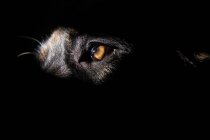 Крупный план собачьего глаза — стоковое фото