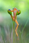 Дерево жаба скелелазіння на рослині — стокове фото