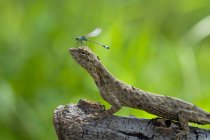 Damselfly na cabeça de lagarto — Fotografia de Stock