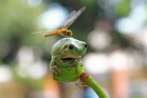 Dragonfly sitting on frog — Stock Photo