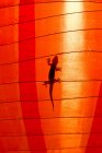 Gecko rampant sur une lanterne orange — Photo de stock