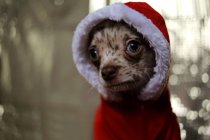 Chihuahua cão vestindo camisola de Natal — Fotografia de Stock