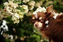 Longcoat Chihuahua dog covered in flowers — Stock Photo
