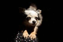 Chihuahua chien étirant sur canapé — Photo de stock