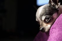 Primer plano del perro Chihuahua - foto de stock