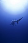 Visão traseira do famoso tubarão touro nadando no mar azul — Fotografia de Stock