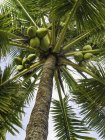 Visão de baixo ângulo de uma palmeira de coco — Fotografia de Stock