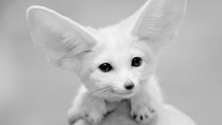 Close up of Fennec fox muzzle, black and white picture — Stock Photo