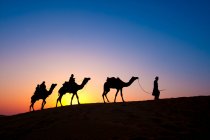 Вид сбоку на трех верблюдов, движущихся в пустыне на закате — стоковое фото