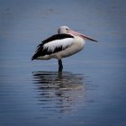 Vista laterale del pellicano (Pelecanus Conspicillatus) seduto in acqua — Foto stock