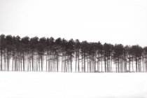Vista panorámica de los árboles en nieve ventisca, Michigan, EE.UU. - foto de stock
