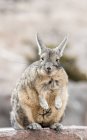 Close-up of vizcacha standing on rock and looking at camera — Stock Photo