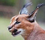 Closeup headshot of caracal against blurred background — Stock Photo