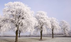 Belle vue panoramique sur les arbres couverts de neige en rangée — Photo de stock