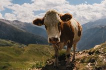 Portrait of domestic cow with mountains in background — Stock Photo