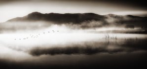 Стая птиц, летающих над озером, монохромное изображение — стоковое фото