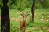 Schöne gehörnte Impala starrt Betrachter in der Natur an — Stockfoto