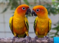 Two conure parrots looking at each other on tree branch — Stock Photo