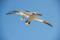 Dois gansos do norte voando no ar juntos — Fotografia de Stock