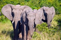 Grupo de hermosos elefantes en la naturaleza salvaje - foto de stock