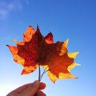 Imagen recortada de la mano sosteniendo hojas de otoño contra el cielo azul - foto de stock