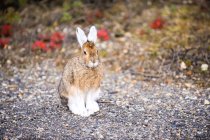 Snowshoe hare or lepus americanus, closeup — Stock Photo