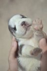 Human hands holding newborn siberian husky puppy — Stock Photo