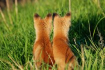 Rear View Of Two cute Foxes sitting in green grass — Stock Photo