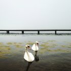 Dos cisnes blancos flotando en el agua del lago - foto de stock