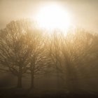 Vista maestosa del sole intorno alle cime degli alberi — Foto stock