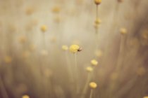 Primo piano di coccinella seduta su un fiore nel campo — Foto stock