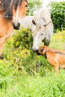 Boxer chien se faire des amis avec deux chevaux à la campagne — Photo de stock