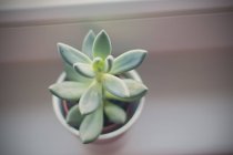 Elevated view of succulent plant on window sill — Stock Photo