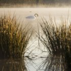 Vista lateral Hermoso cisne nadando en el lago al sol de la mañana - foto de stock