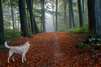 Vue arrière du chien debout dans une forêt majestueuse — Photo de stock