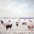Scenic view of flock of sheep at pasture at winter — Stock Photo