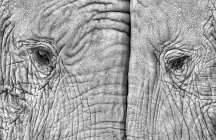 Vista de perto de dois elefantes de pé cara a cara — Fotografia de Stock