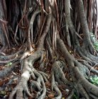 Vista panorámica de las raíces del árbol, primer plano - foto de stock