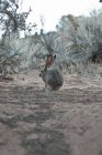 Cute grey rabbit sitting on ground in wilderness — Stock Photo