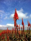 Bella vista panoramica di piante di aloe in natura — Foto stock