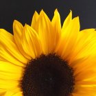 Close-up of fresh yellow sunflower on black background — Stock Photo