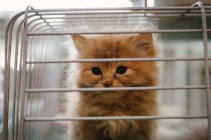 Cute adorable cat in cage, closeup — Stock Photo