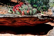 Cacto crescendo em arenito, Sedona, Yavapai County, Arizona, EUA — Fotografia de Stock