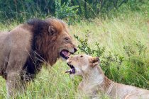 Scenic view of african lions at wild nature — Stock Photo
